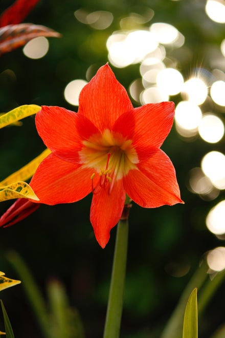 Pynt op med amaryllis til jul